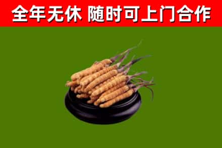 拱墅区回收散虫草